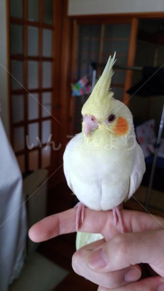 迷い鳥の写真