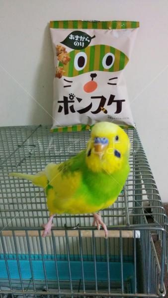 迷い鳥の写真