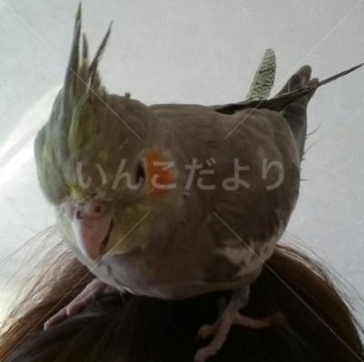迷い鳥の写真