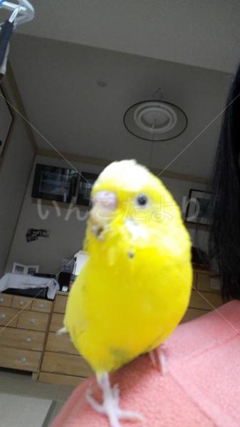 迷い鳥の写真
