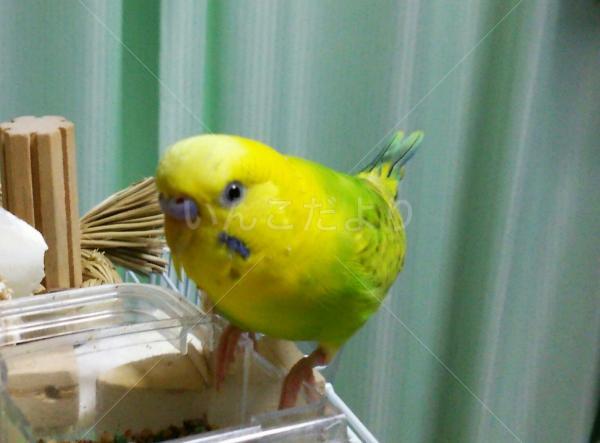 迷い鳥の写真