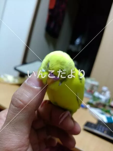 迷い鳥の写真