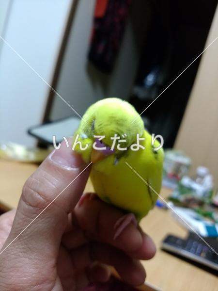 迷い鳥の写真