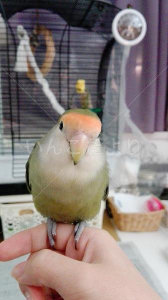 迷い鳥の写真