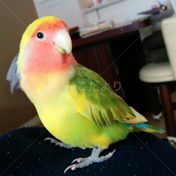 迷い鳥の写真