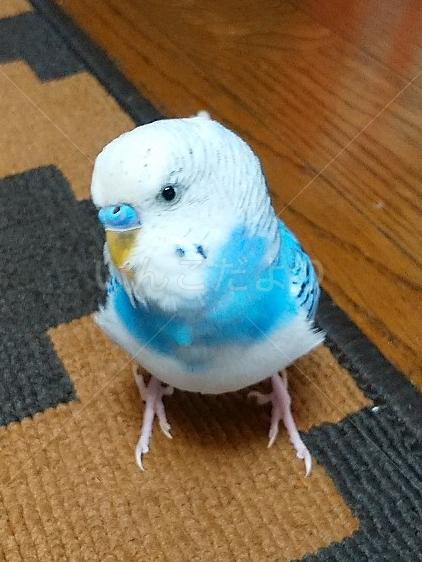 迷い鳥の写真
