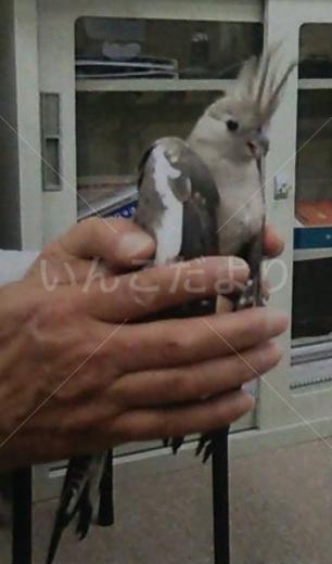 保護鳥の写真