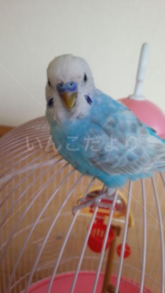 迷い鳥の写真