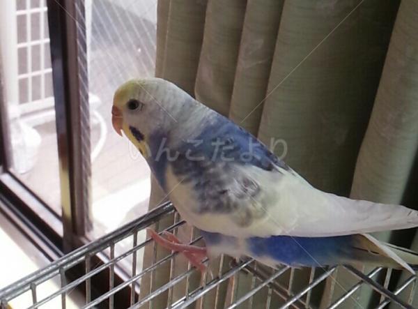 保護鳥の写真