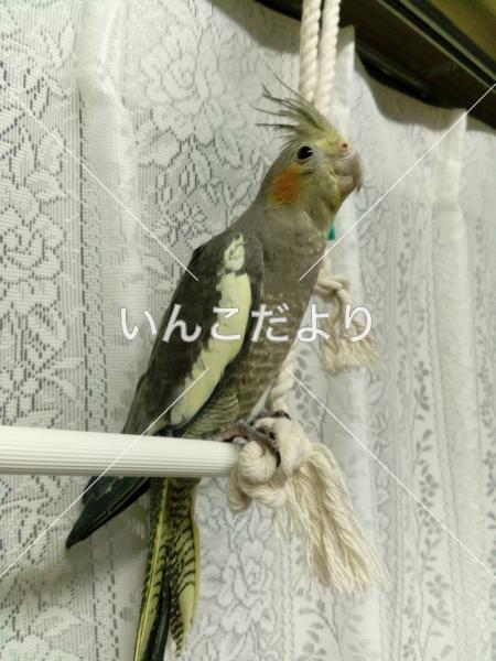 迷い鳥の写真