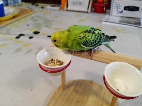 保護鳥の写真