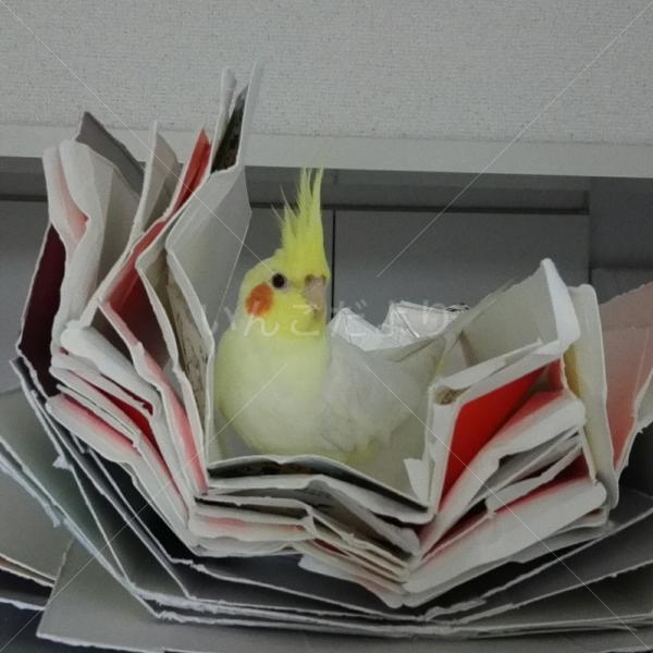 迷い鳥の写真