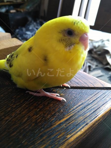 迷い鳥の写真