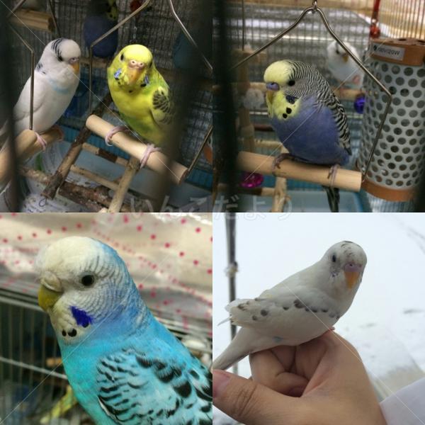迷い鳥の写真