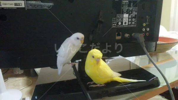 保護鳥の写真