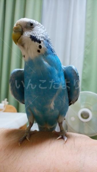 迷い鳥の写真