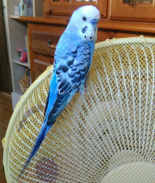 迷い鳥の写真