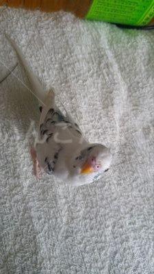 迷い鳥の写真