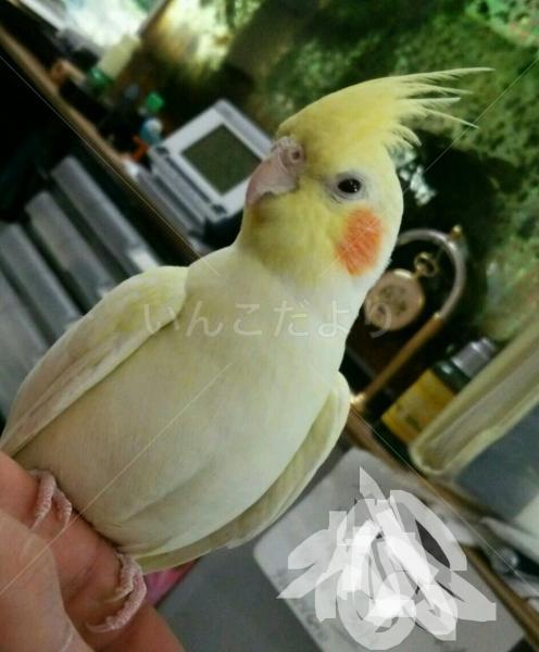 迷い鳥の写真