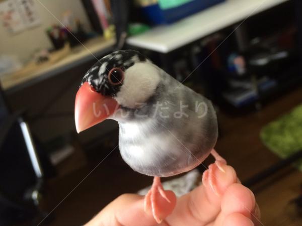 迷い鳥の写真