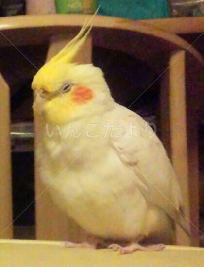 迷い鳥の写真