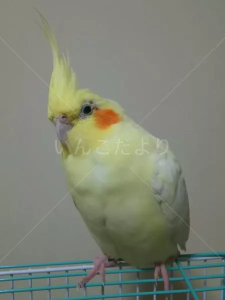 保護鳥の写真