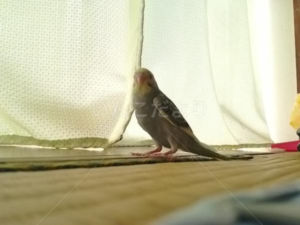 迷い鳥の写真