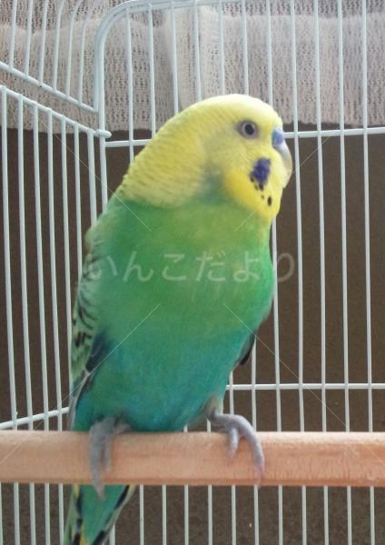 迷い鳥の写真