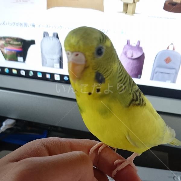 迷い鳥の写真