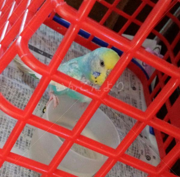 保護鳥の写真