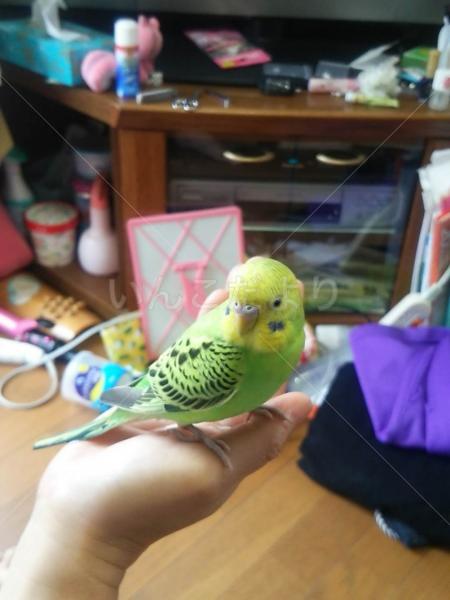 保護鳥の写真