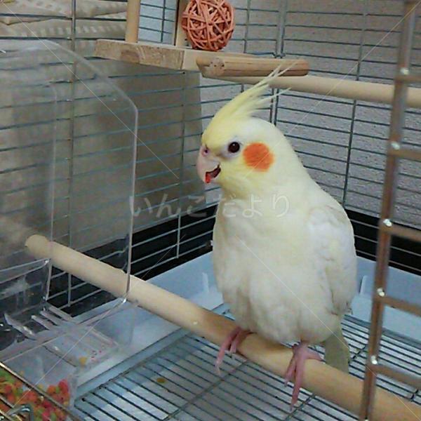迷い鳥の写真
