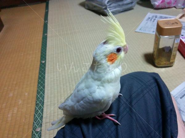 迷い鳥の写真