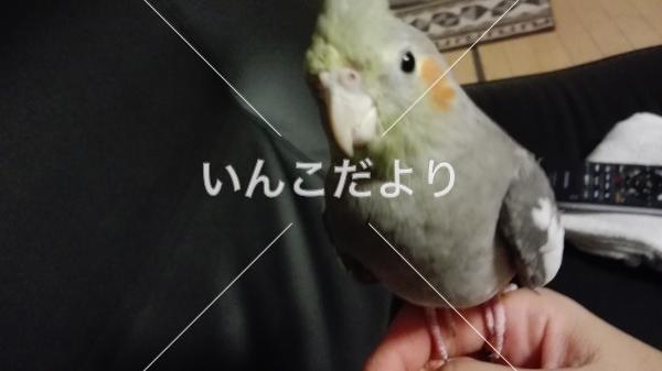迷い鳥の写真