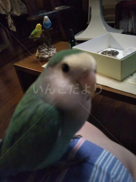 迷い鳥の写真