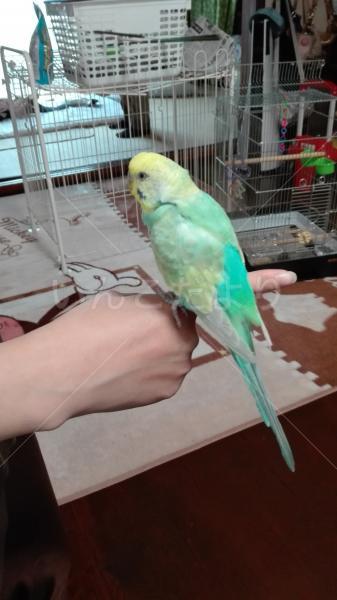 保護鳥の写真
