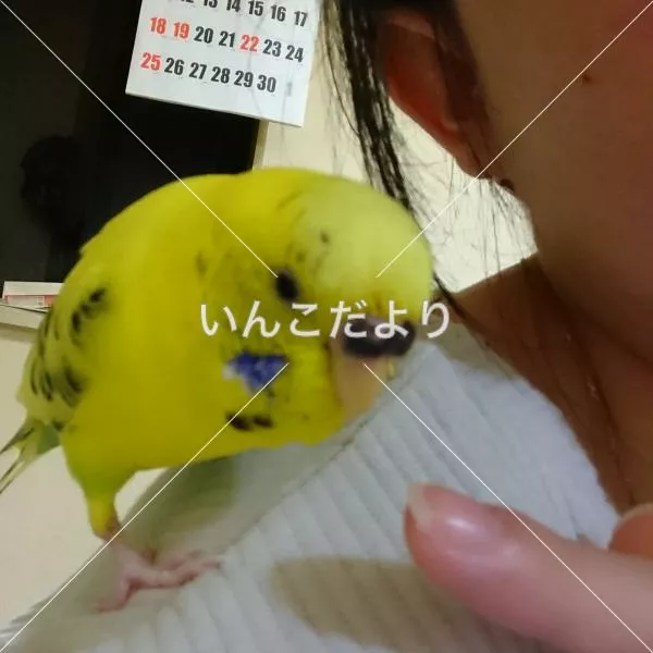 迷い鳥の写真
