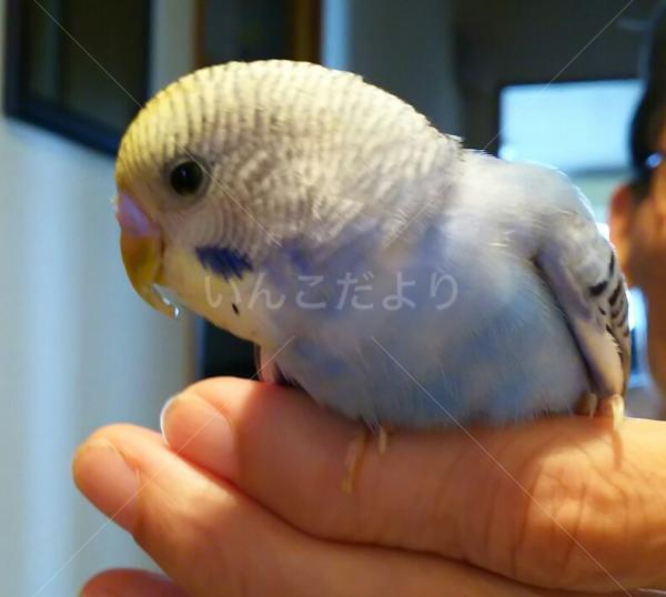 保護鳥の写真