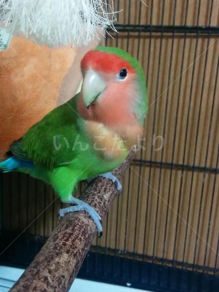 保護鳥の写真