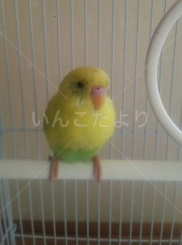 保護鳥の写真