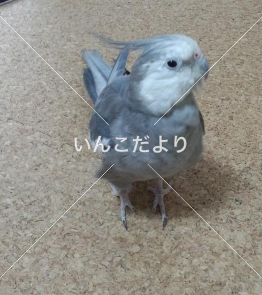 迷い鳥の写真