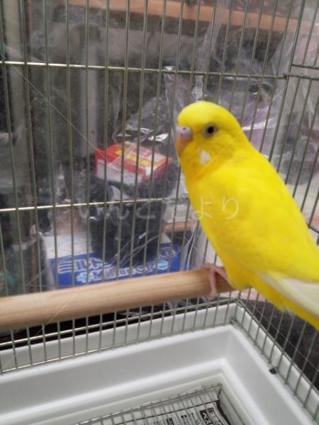 保護鳥の写真
