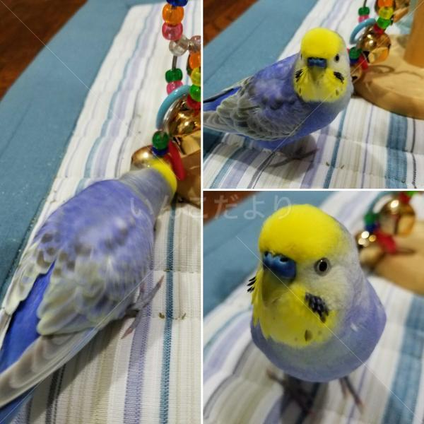 迷い鳥の写真
