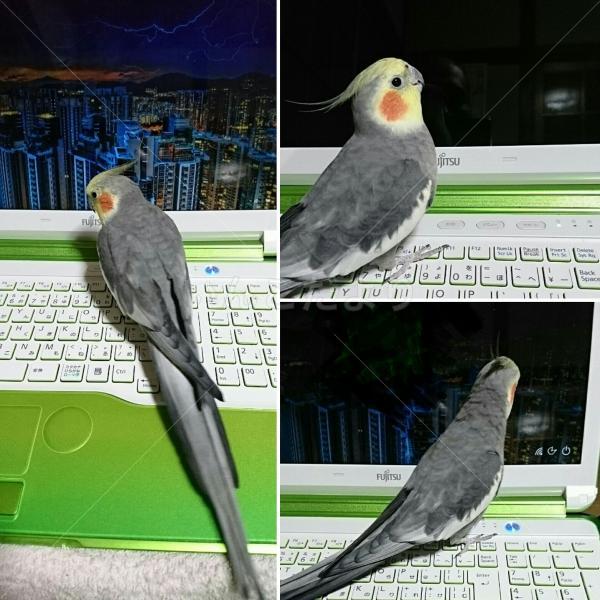 迷い鳥の写真