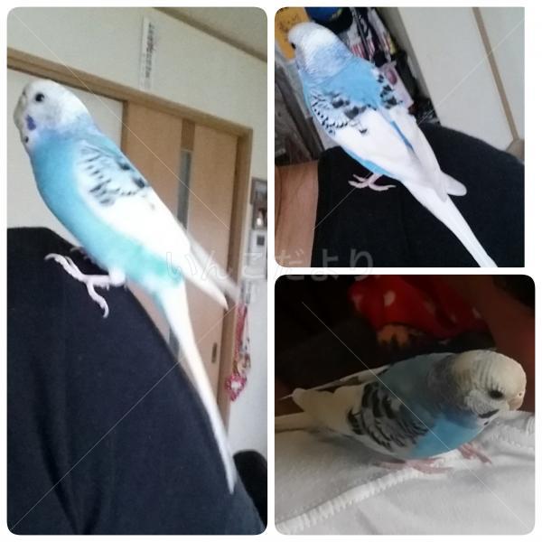保護鳥の写真
