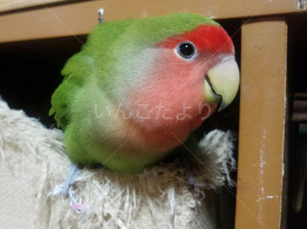 迷い鳥の写真