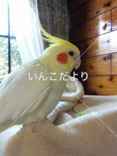 迷い鳥の写真