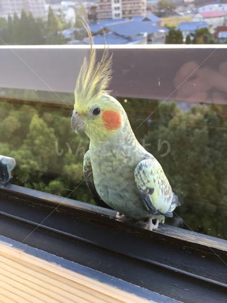 迷い鳥の写真