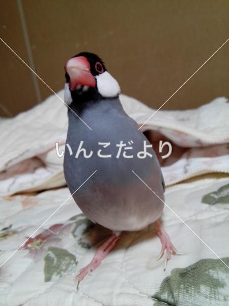迷い鳥の写真