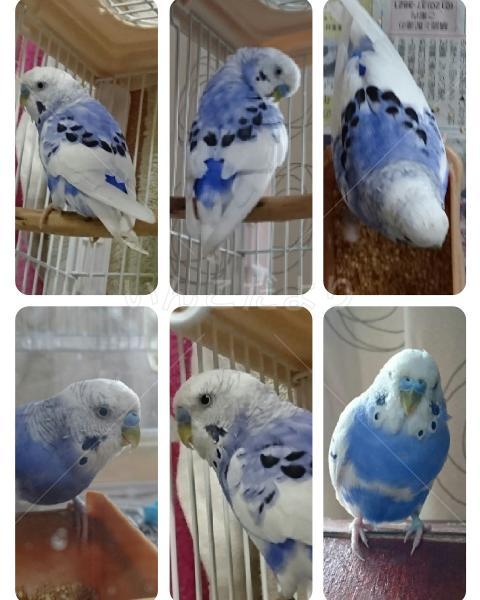 保護鳥の写真